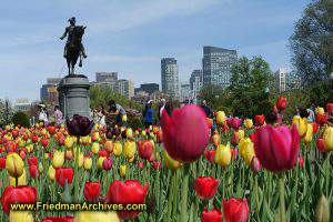 Boston Common in Springtime