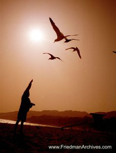 Boy and Birds