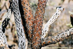 Cacti Close-Up