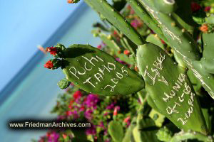 Cacti Graffiti