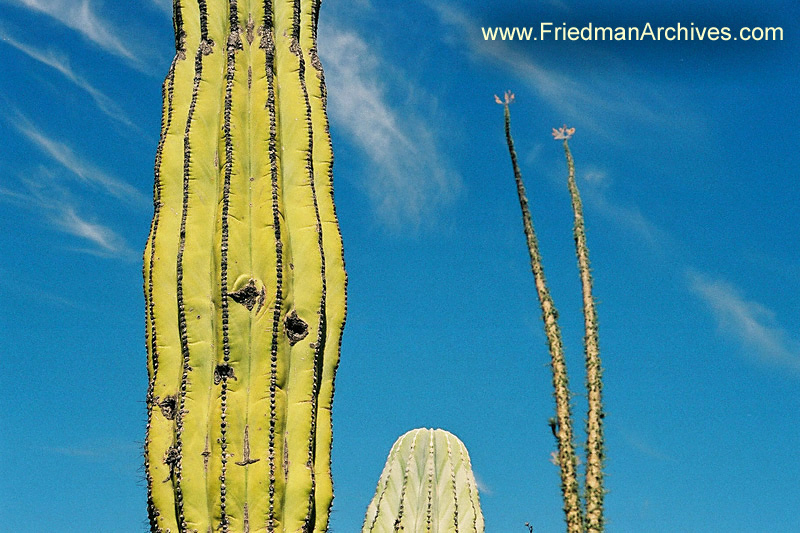 Cacti