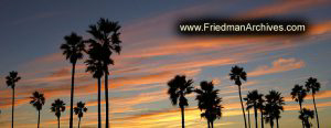 Palm Tree Sunset Banner
