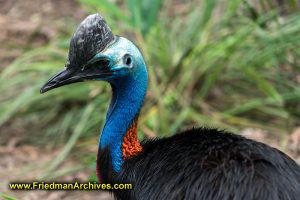 Cassowary