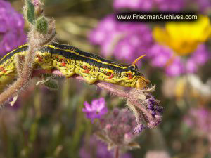 Caterpillar on Flower