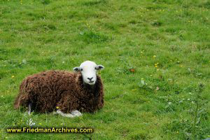 Chernobyl Sheep