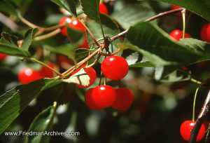 Cherries Close Up