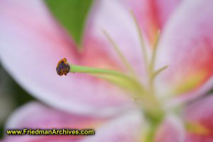 Close-up of Pink Flower