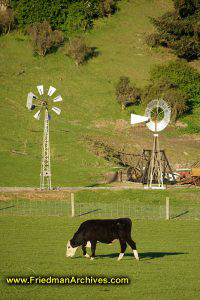 Cow and Windmills