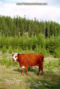 Cow in Field