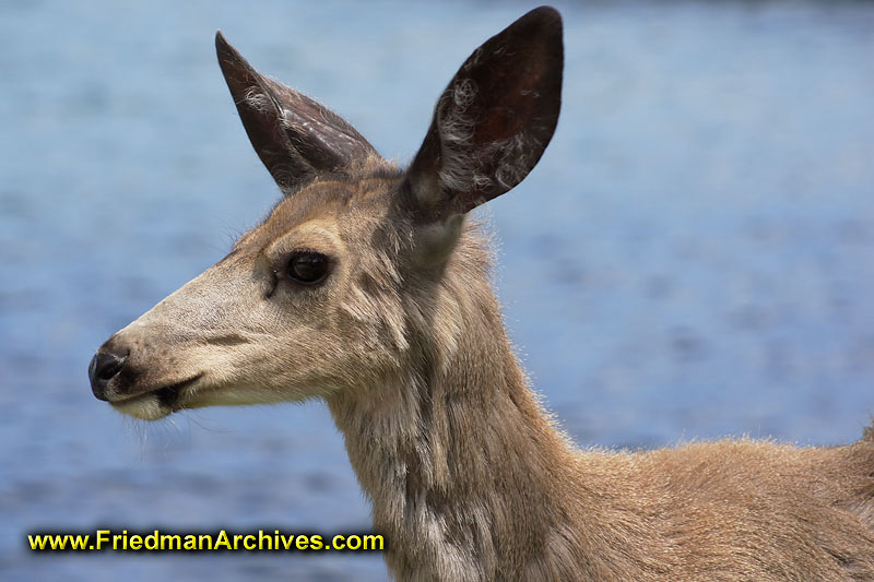 Deer Head Close-up