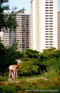 Deer near Buildings