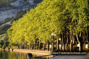 Evening Light on Trees