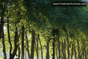 Evening Light on Trees