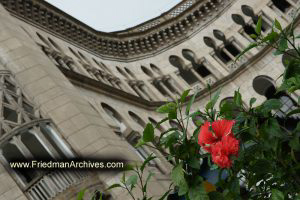 Flower in front of Islamic Arabian Architecture