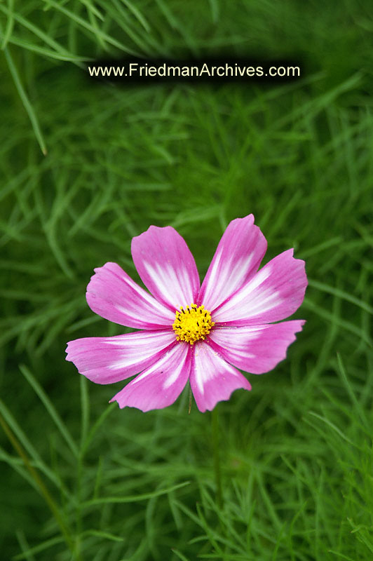 Purple Flower Green Grass