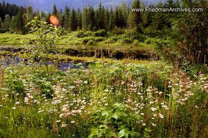 Flowers, Lake, and Sky (Horizontal)