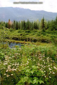 Flowers, Lake, and Sky (Vertical)