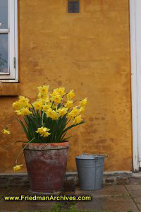 Flowers against Wall