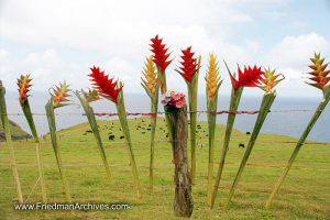 Flowers on a Fence