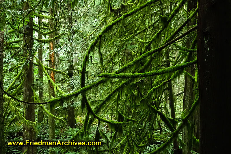 Forest Branches