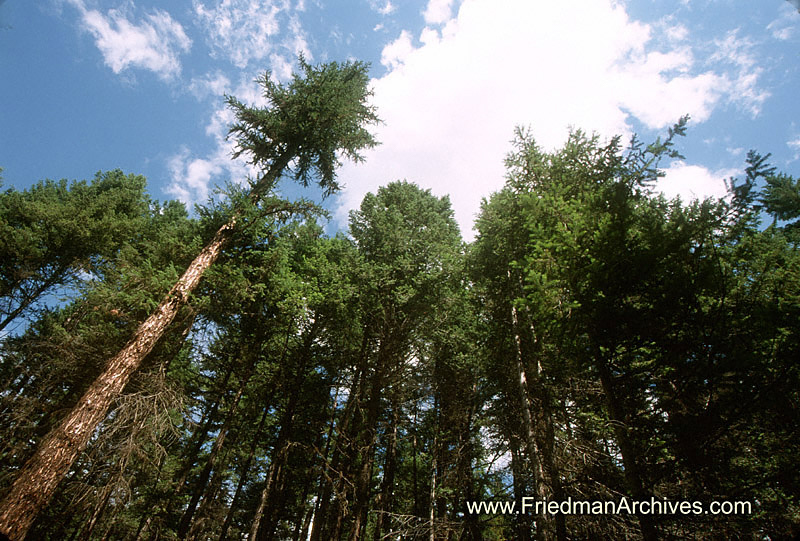 Forest Up High