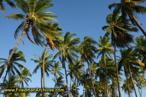 Gazillion Palm Trees - Horizontal