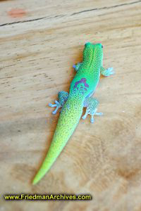 Gold Dust Day Gecko