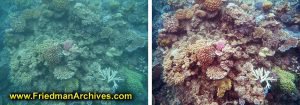 Great Barrier Reef Disappointment