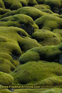 Green Moss