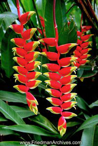 Hanging Red Plants