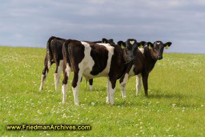 Happy Cows come from Ireland