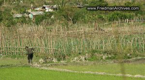 Harvesting Rice Fields