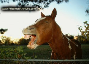 Horse Laughing