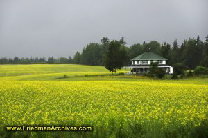 House with Yellow Flowers