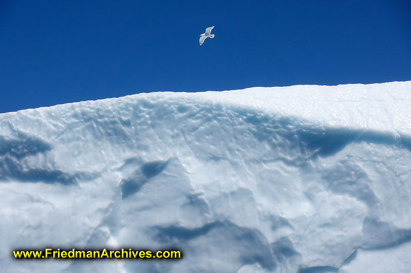 Iceberg and Bird