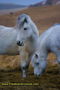 Icelandic Horses