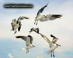 Birds in Flight