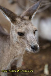 Kangaroo