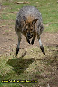 Kangaroo Hopping