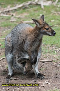 Kangaroo and Joey