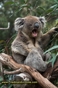 Koala Yawning