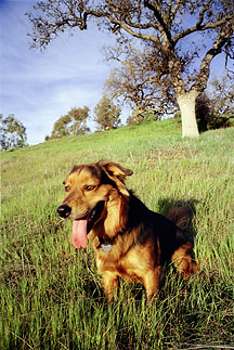 Kona at tree in Agoura