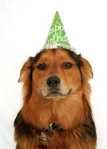 Kona in party hat (close) Kona in party hat (close)