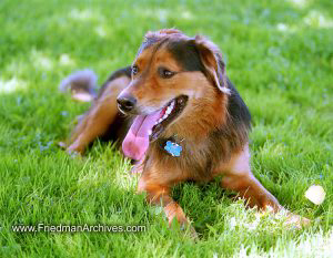 Kona on Grass