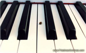 Ladybug on Piano