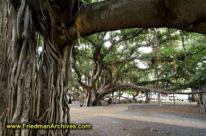 Lahaina Banyan Tree