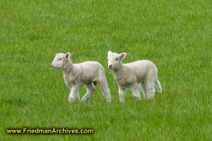 Lambs