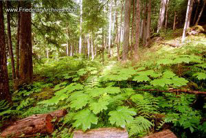 Leaves on Rainforest Floor