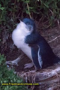 Little Penguin Close-Up at Night