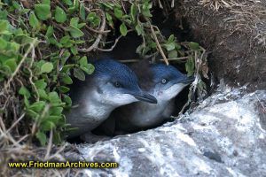 Little Penguins in Hole
